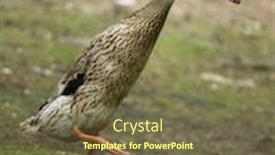  Presentation with duck - Slide set featuring domestic duck anas platyrhynchos domesticus background and a violet colored foreground