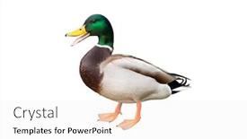  Presentation with domestic hotels - Presentation design enhanced with domestic-duck-isolated-on-white background and a white colored foreground