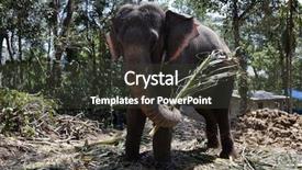  Presentation with kerala - Slides with domestic elephant in kerala state background and a dark gray colored foreground