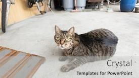  Presentation with fat - Presentation theme having domestic-fat-tabby-sleeping background and a light gray colored foreground