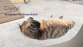  Presentation with fat - Presentation theme having domestic-fat-tabby-sleeping background and a soft green colored foreground