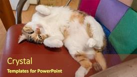  Presentation with home domestic market - Presentation theme featuring domestic-funny-tortoiseshell-cat-sleeping background and a tawny brown colored foreground