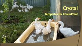  Presentation with geese - Theme with domestic geese birds swim background and a tawny brown colored foreground