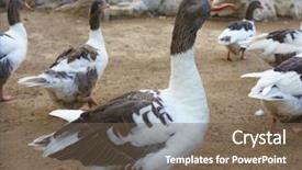  Presentation with meat poultry - Amazing slide set having domestic geese graze on traditional backdrop and a tawny brown colored foreground