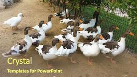  Presentation with meat poultry - Beautiful PPT theme featuring domestic geese graze on traditional backdrop and a violet colored foreground