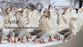  Presentation with geese - Beautiful slide set featuring domestic geese outdoor in winter backdrop and a light gray colored foreground