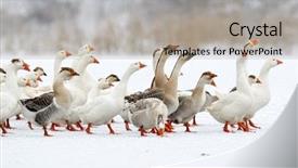  Presentation with geese - Cool new presentation theme with domestic geese outdoor in winter backdrop and a light gray colored foreground