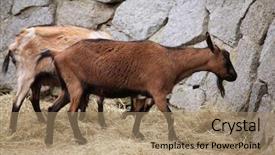  Presentation with wildlife goat - Colorful theme enhanced with domestic-goat-capra-aegagrus-hircus backdrop and a coral colored foreground