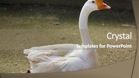  Presentation with gross domestic product - Presentation with domestic goose anser cygnoides domesticus background and a coral colored foreground