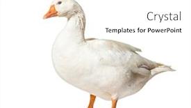  Presentation with white pigeon against the blue - Presentation theme consisting of domestic goose standing against white background and a white colored foreground