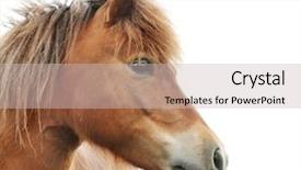  Presentation with white horse - Slide set with domestic horse on white background background and a soft green colored foreground