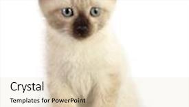  Presentation with kitten - Colorful slides enhanced with domestic kitten backdrop and a lemonade colored foreground