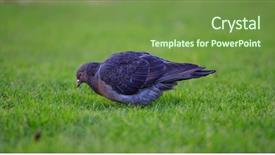  Presentation with green food habit - Colorful presentation design enhanced with domestic pigeon columba livia domestica backdrop and a seafoam green colored foreground