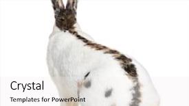  Presentation with rabbit - Amazing slide set having domestic rabbit that originate backdrop and a white colored foreground