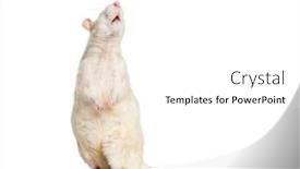  Presentation with white rat - Presentation theme consisting of domestic rat against white background background and a white colored foreground