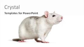  Presentation with rat - PPT theme featuring domestic rat against white background background and a white colored foreground