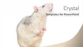  Presentation with white rat - Beautiful PPT layouts featuring domestic rat against white background backdrop and a white colored foreground