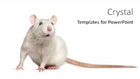  Presentation with white rat - PPT theme featuring domestic rat against white background background and a white colored foreground