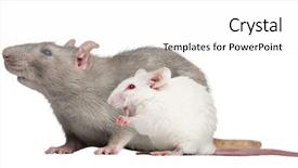  Presentation with white rat - Presentation design having domestic rat and albino white background and a white colored foreground