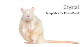  Presentation with white rat - Slide deck enhanced with domestic rat with eyes closed against white background background and a white colored foreground