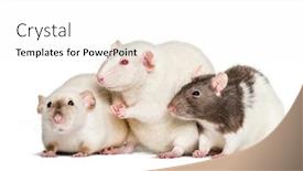  Presentation with rats - Slide set consisting of domestic rats against white background background and a white colored foreground