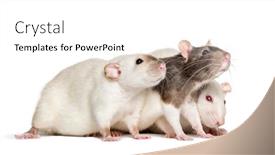  Presentation with rats - PPT layouts enhanced with domestic rats against white background background and a white colored foreground