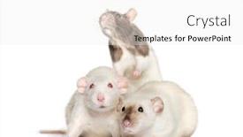 Presentation with rats - Slide deck enhanced with domestic rats against white background background and a white colored foreground