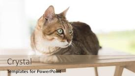  Presentation with cat - Colorful slide deck enhanced with domestic-tabby-cat-sit backdrop and a coral colored foreground