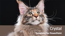  Presentation with maine - Presentation design consisting of domestic tortoiseshell maine kitten fluffy background and a coral colored foreground
