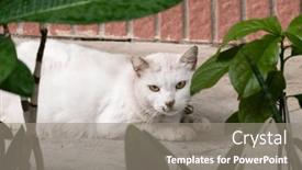  Presentation with sleep - 