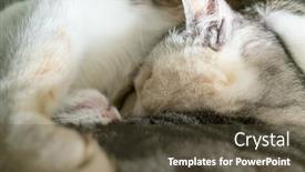  Presentation with sleep - PPT theme consisting of domesticated-cat-sleep background and a tawny brown colored foreground