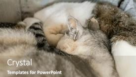  Presentation with sleep - Presentation enhanced with domesticated-cat-sleep background and a violet colored foreground