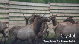 Presentation with farm - PPT layouts having domesticated-deers-marals-on-farm background and a dark gray colored foreground