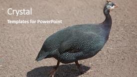 Presentation with domestic animal - Cool new presentation with domesticated guineafowl numida meleagris f backdrop and a  colored foreground
