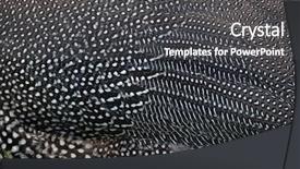  Presentation with texture - PPT theme consisting of domesticated guineafowl numida meleagris f background and a  colored foreground