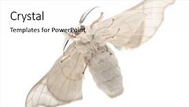  Presentation with white pigeon against the blue - Audience pleasing slide deck consisting of domesticated silkmoth bombyx mori underside backdrop and a  colored foreground