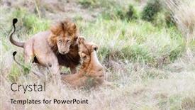  Presentation with male lion - Cool new theme with dominant-male-lion-interacts backdrop and a soft green colored foreground