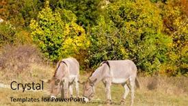  Presentation with france - Audience pleasing slide set consisting of donkey alpes de haute provence backdrop and a coral colored foreground