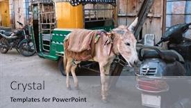  Presentation with rickshaw - Cool new PPT layouts with donkey-auto-rickshaw-and-motorcycles backdrop and a light gray colored foreground
