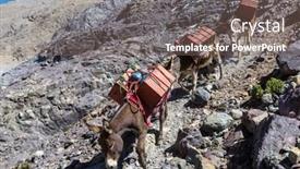  Presentation with caravan - PPT theme consisting of donkey caravan in cordiliera huayhuash peru south america background and a violet colored foreground