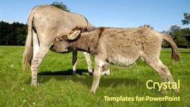  Presentation with foal - PPT theme having donkey foal is drinking milk background and a tawny brown colored foreground
