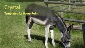  Presentation with ranch - Audience pleasing presentation consisting of donkey-grazing-at-meadow backdrop and a tawny brown colored foreground