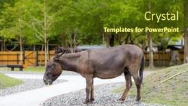  Presentation with pasture - Presentation theme with donkey-in-the-pasture-farm background and a tawny brown colored foreground