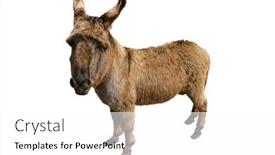  Presentation with isolated paw prints over white - PPT theme having donkey-isolated-over-the-white background and a white colored foreground