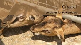  Presentation with give - Presentation design with donkey looking through fence - give background and a coral colored foreground