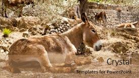  Presentation with mule - Beautiful presentation theme featuring donkey mule sitting in mediterranean olive tree shade in mallorca island backdrop and a coral colored foreground