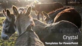  Presentation with farm - Beautiful presentation featuring donkey-on-a-farm-field backdrop and a dark gray colored foreground