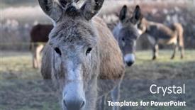  Presentation with farm - PPT theme with donkey-on-a-farm-field background and a ocean colored foreground