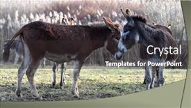  Presentation with farm - Slides featuring donkey-on-a-farm-field background and a dark gray colored foreground