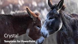  Presentation with farm - Cool new presentation design with donkey-on-a-farm-field backdrop and a dark gray colored foreground